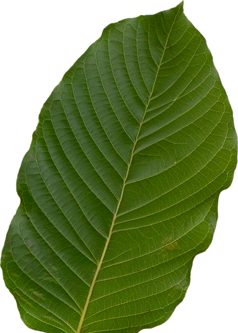 leaf