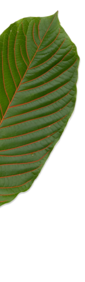 leaf