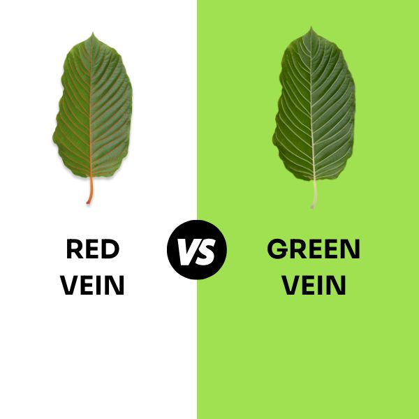 Comparison Between red vein and green vein kratom