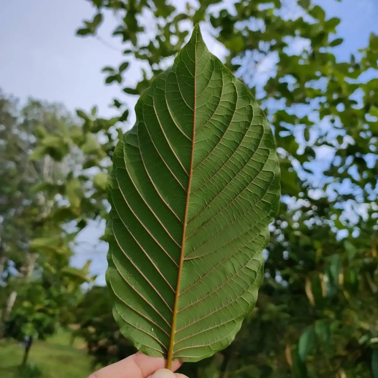 Back to Basics: What is Kratom?