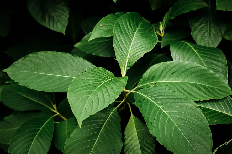 top-view-beautiful-green-plant_23-2148245093