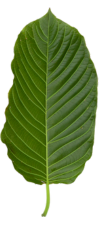 leaf