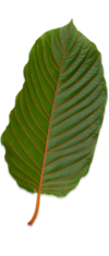leaf
