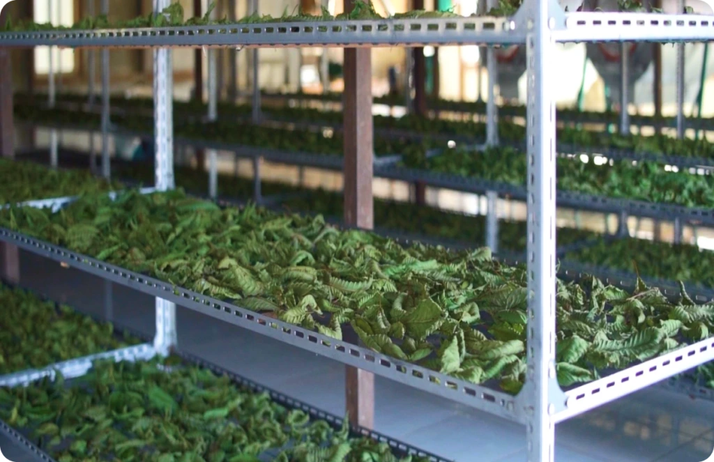 How Kratom is Harvested & Processed