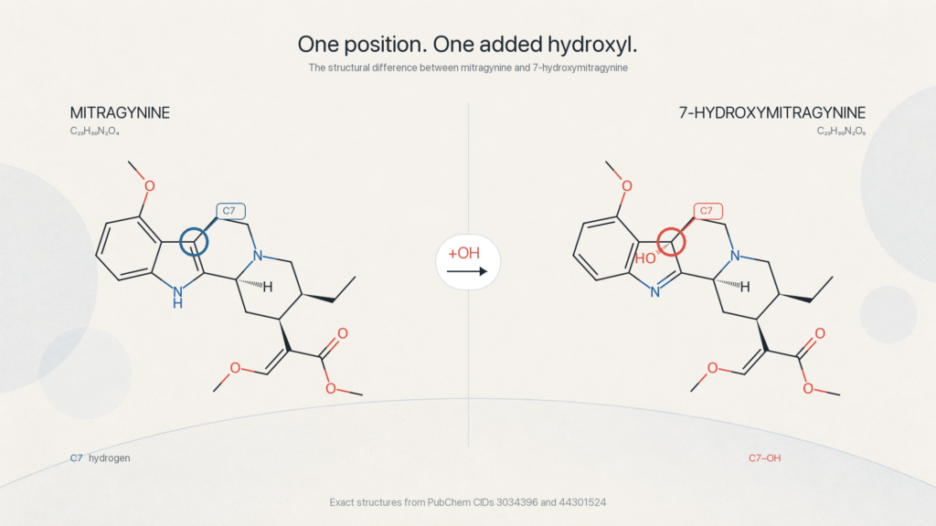 Molecular structures of mitragynine and 7-hydroxymitragynine side by side, with the hydroxyl group added at the 7th carbon highlighted